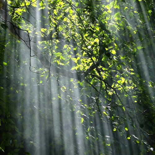 Bäume mit grünen Blättern an einem hellen Tag